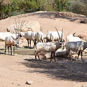Arabian oryx - February 2023