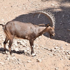 Nubian ibex