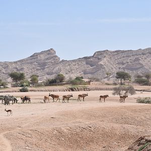 Safari part of the zoo
