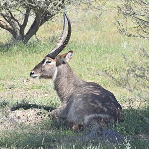 Common waterbuck