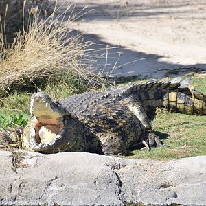 Nile crocodile