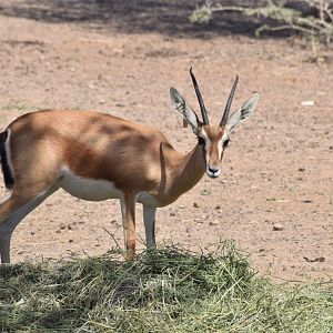Dorcas gazelle
