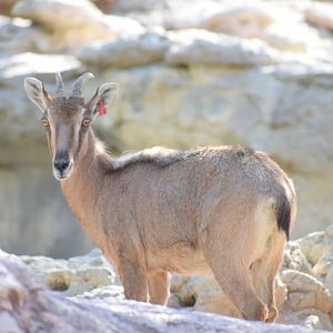 Arabian tahr