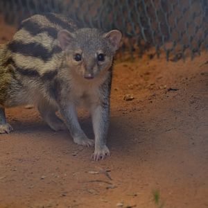 Grandidier's vontsira