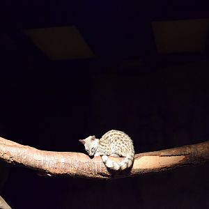 Common genet