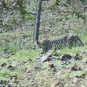 Arabian leopard - Al Hefaiyah Conservation Centre