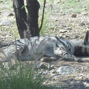 Arabian striped hyena - Al Hefaiyah Conservation Centre