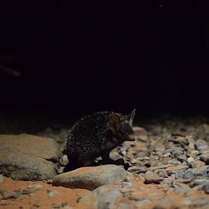 North African desert hedgehog - Al Hefaiyah Conservation Centre