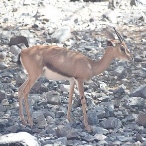 Arabian gazelle - Al Hefaiyah Conservation Centre