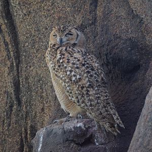 Desert eagle owl - Al Hefaiyah Conservation Centre
