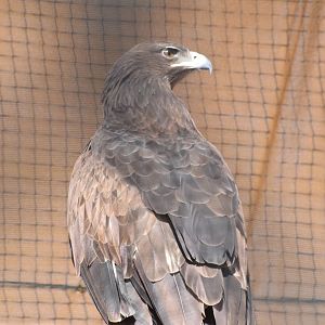 Greater spotted eagle - Kalba bird of prey centre