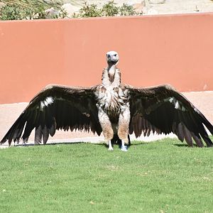 Lappet-faced vulture - Kalba bird of prey centre
