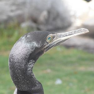 Socotra cormorant - Khor Kalba Mangroove Centre