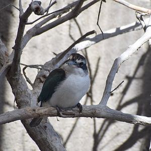 Arabian collared kingfisher - Khor Kalba Mangroove Centre