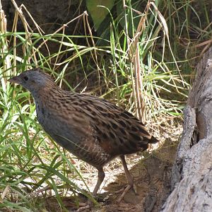 Corncrake - Khor Kalba Mangroove Centre