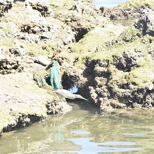 Indian pond heron - Khor Kalba Mangroove Centre
