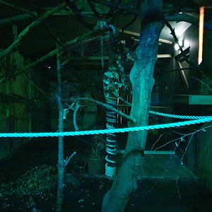 Linneau's two toed sloth enclosure 25/11/23