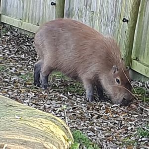 Capybara 25/11/23