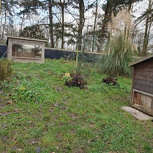 Striped Skunk enclosure 17/12/23