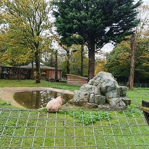 Capybara and Lowland Tapir enclosure