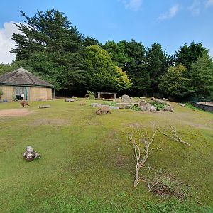 Capybara, Giant Anteater and Patagonian Mara enclosure 25/8/23