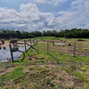 Asian Elephant enclosure 25/8/23