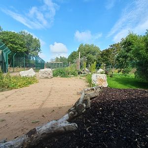Amur Tiger enclosure 25/8/23