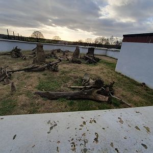 Meerkat enclosure 17/12/23