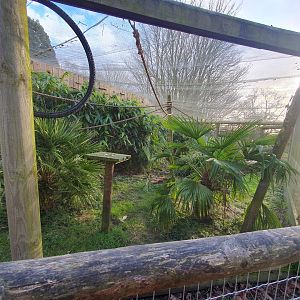 Common Marmoset enclosure 17/12/23