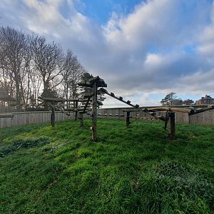 Northern Raccoon enclosure 17/12/23