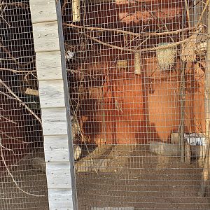 Swinhoe's Striped Squirrel enclosure 17/12/23