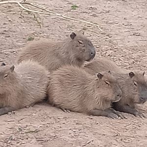 Capybaras 17/8/23