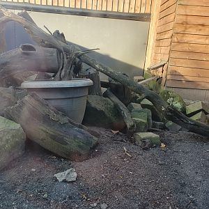 Dwarf Mongoose enclosure 25/11/23