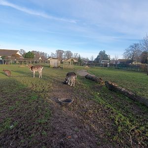 Bennett's Wallaby, Fallow Deer and Ouessant Sheep enclosure 25/11/23