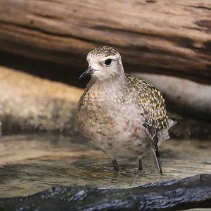 Bird House - American Golden Plover
