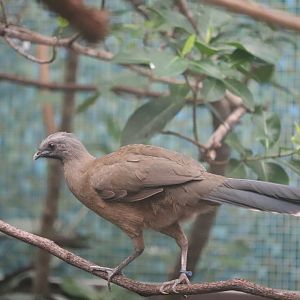 Bird House - Plain Chachalaca