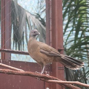 Bird House - Plain Chachalaca