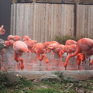 Bird House - American Flamingo