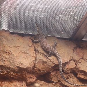 Reptile Discovery Center - Kimberley Rock Monitor