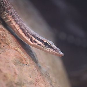 Reptile Discovery Center - Kimberley Rock Monitor