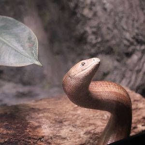 Reptile Discovery Center - European Glass Lizard