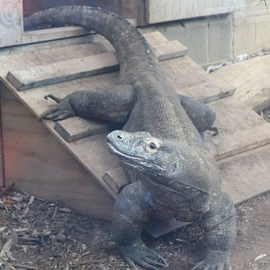 Reptile Discovery Center - Komodo Dragon - Murphy