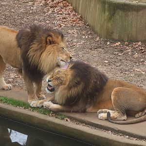Great Cats - Brotherly Love