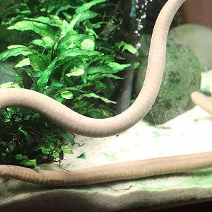 Amazonia - Aquatic Caecilian