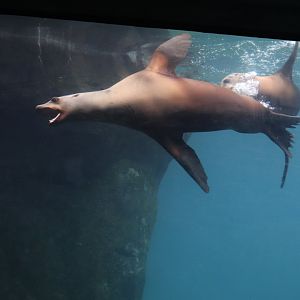 American Trail - California Sea Lion