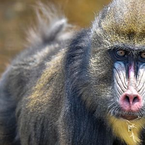 Mandrill