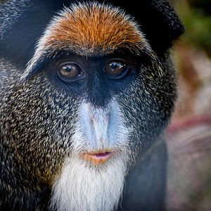 De Brazza’s Monkey