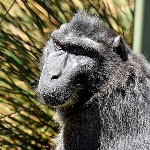 Australia's last Sulawesi Crested Macaque