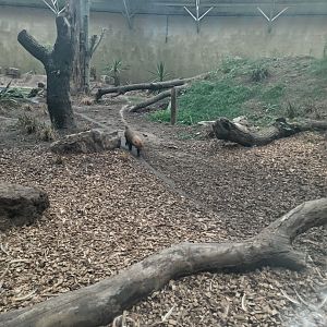 Bush Dog enclosure 8/7/23