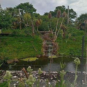 Jaguar enclosure 8/7/23